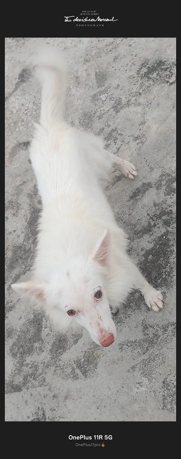 Russian beautiful dog — photo 3