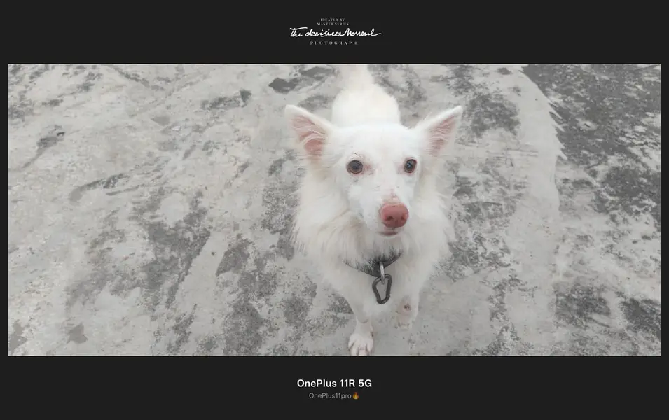 Russian beautiful dog — photo 4