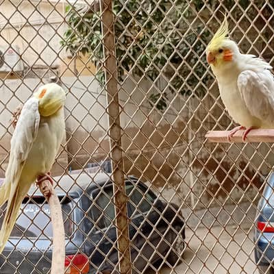 COCKATIEL