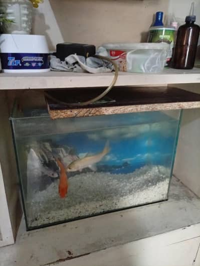 fish Aquarium complete setup with 2 fish