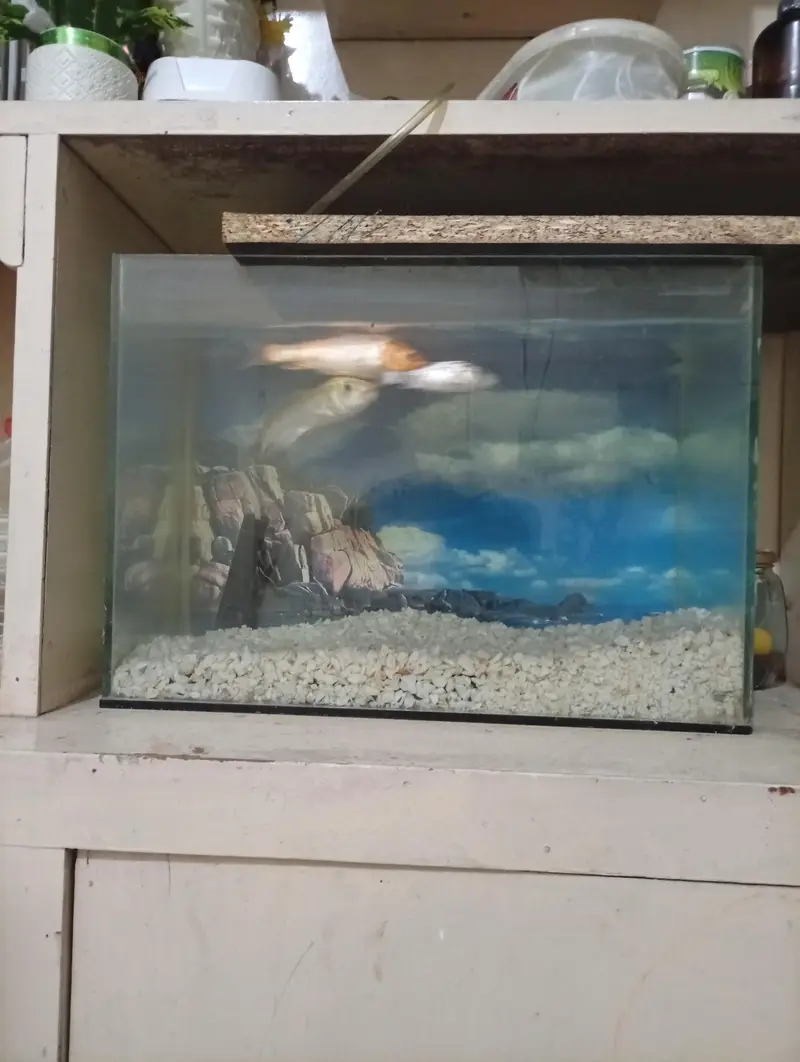 fish Aquarium complete setup with 2 fish — photo 2