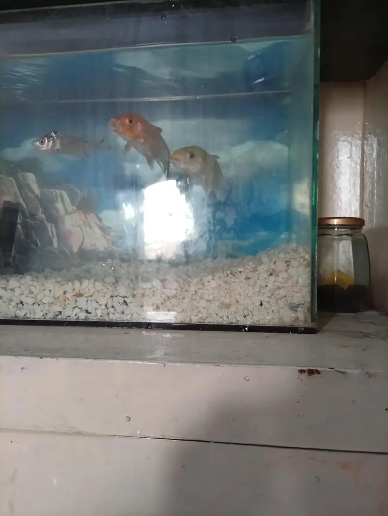 fish Aquarium complete setup with 2 fish — photo 3