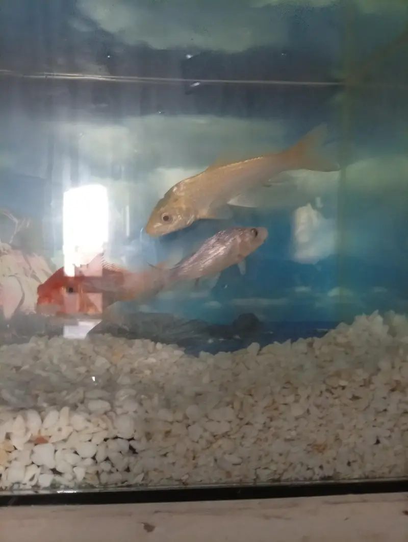 fish Aquarium complete setup with 2 fish — photo 4