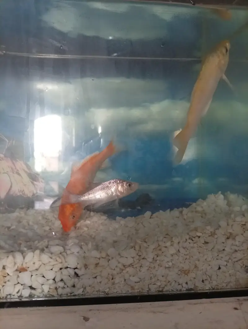 fish Aquarium complete setup with 2 fish — photo 5