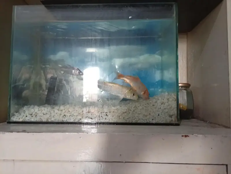 fish Aquarium complete setup with 2 fish — photo 6