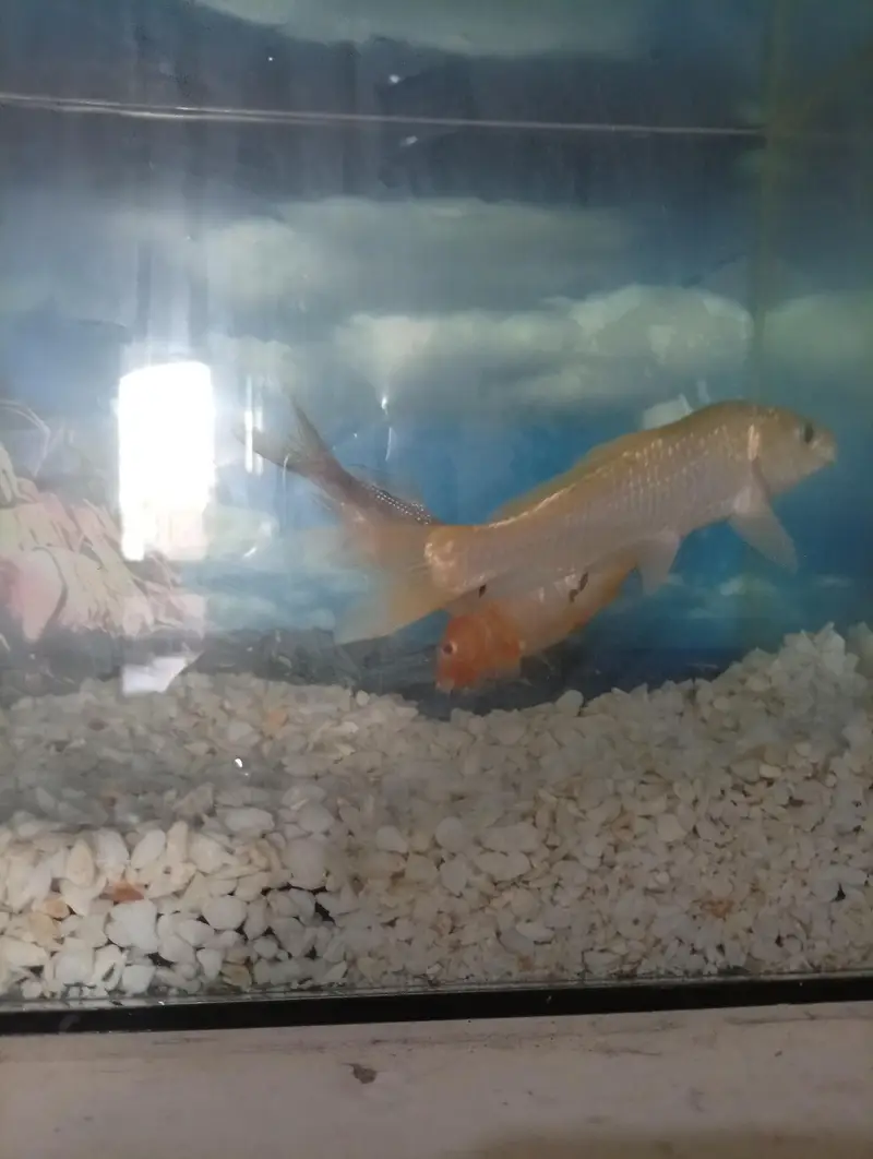 fish Aquarium complete setup with 2 fish — photo 7