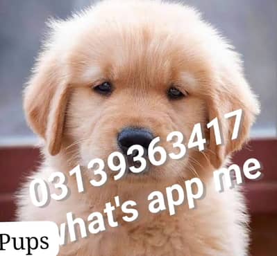 Golden retriever puppies/cane Corso puppies