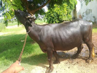 Fresh buffalo