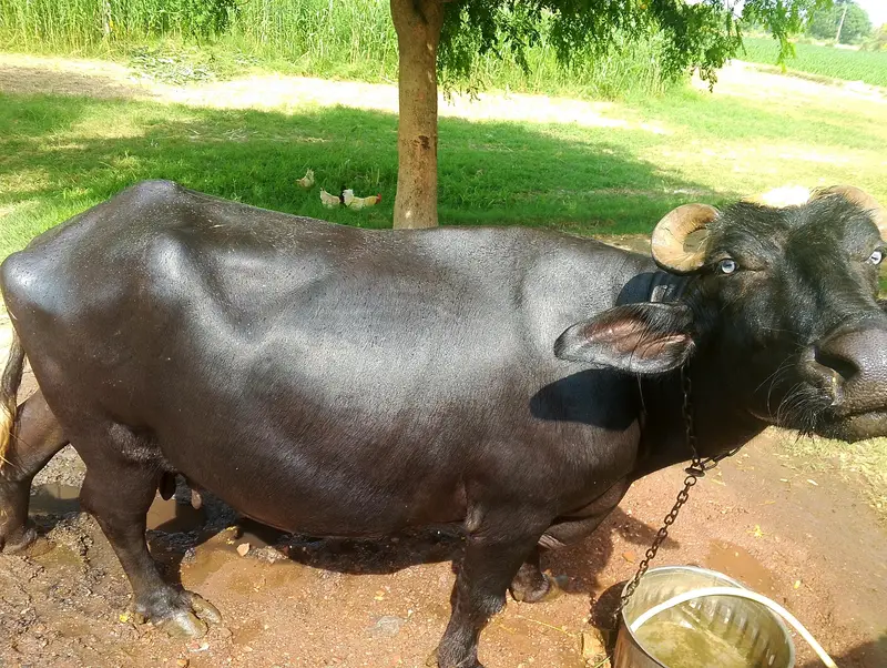 Fresh buffalo — photo 2