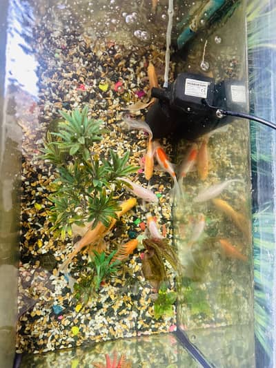 Golden Fishes with aquarium