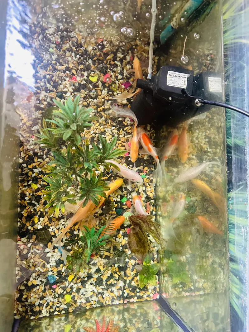 Golden Fishes with aquarium