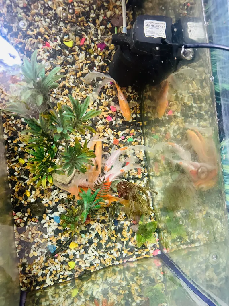 Golden Fishes with aquarium — photo 2