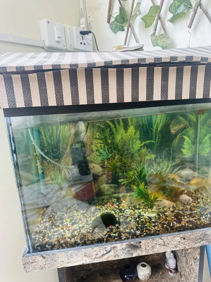 Golden Fishes with aquarium — photo 3