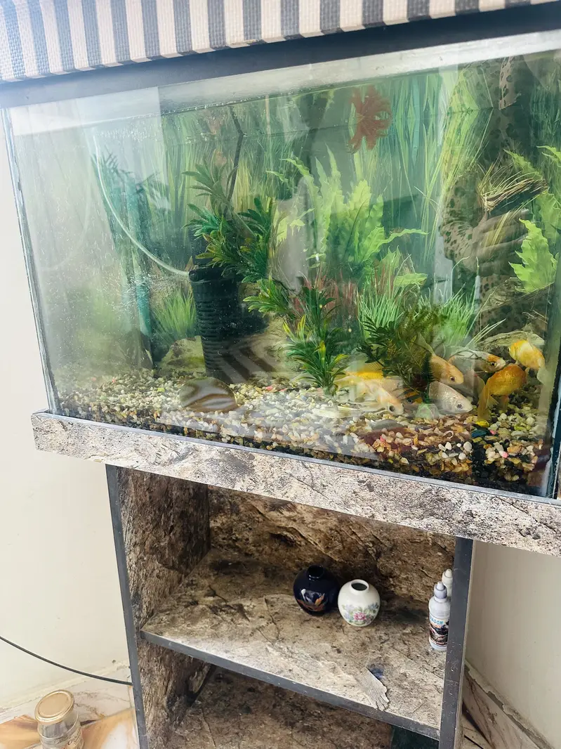 Golden Fishes with aquarium — photo 4