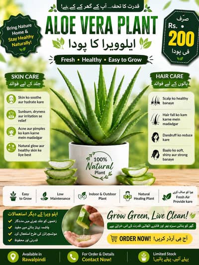 Fresh Aloevera Plant or leaves