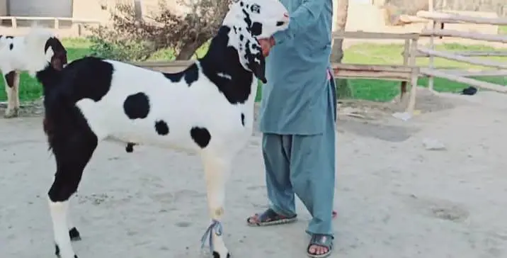 Bakra available for sale call me+03253270474 — photo 4