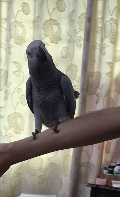 african grey parrot | self eating