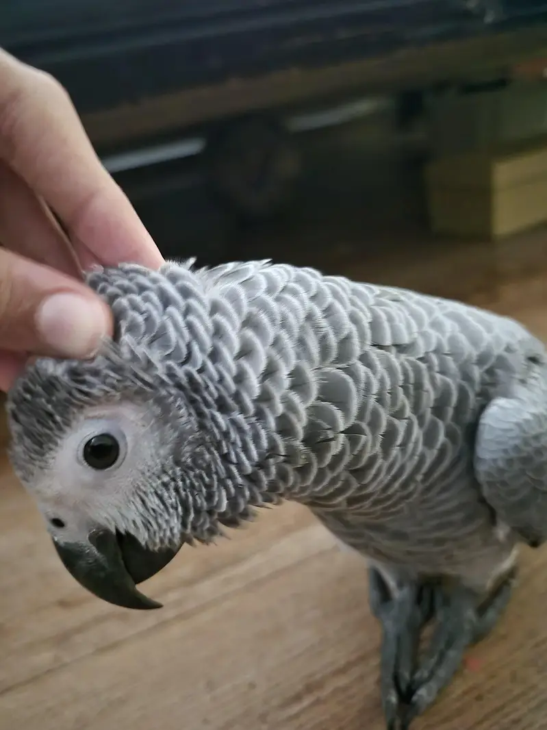 african grey parrot | self eating — photo 2