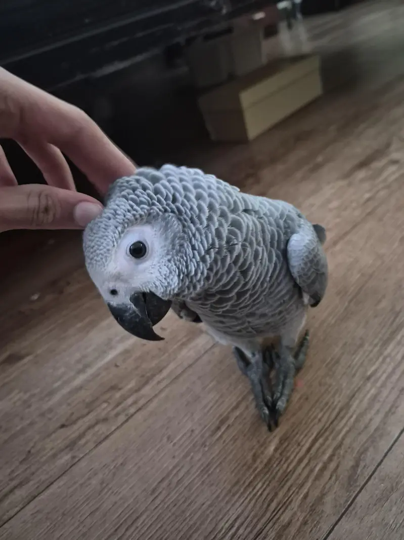 african grey parrot | self eating — photo 3