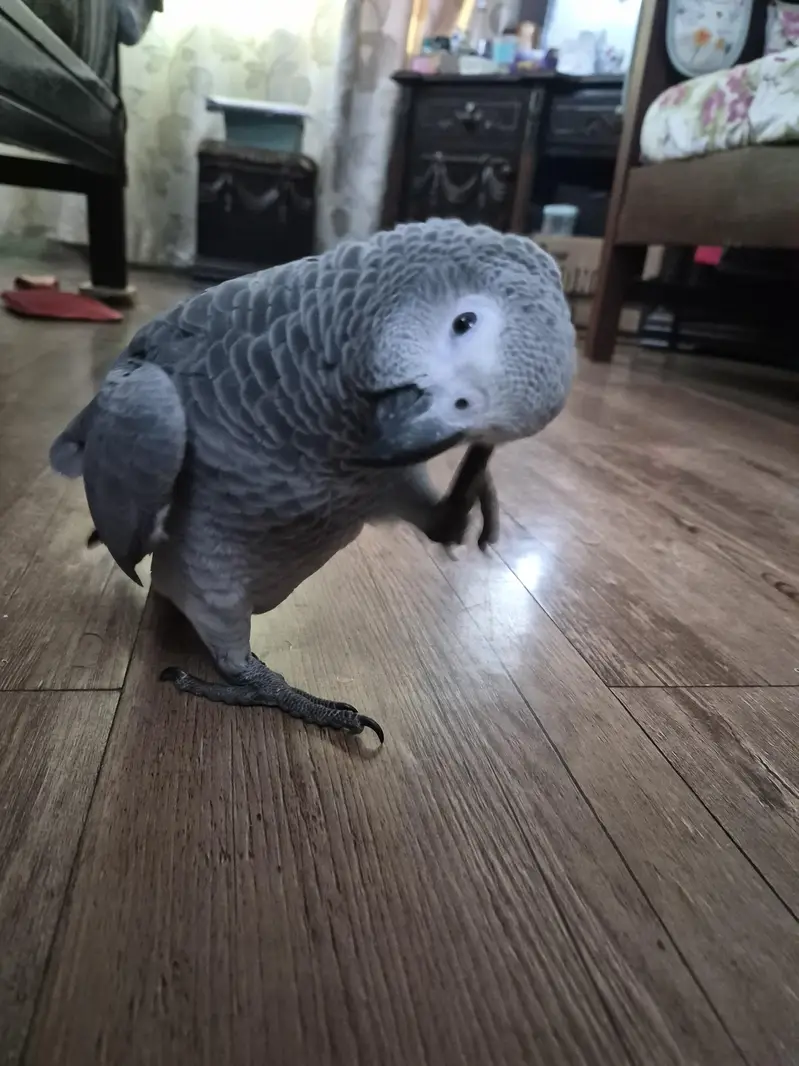 african grey parrot | self eating — photo 5