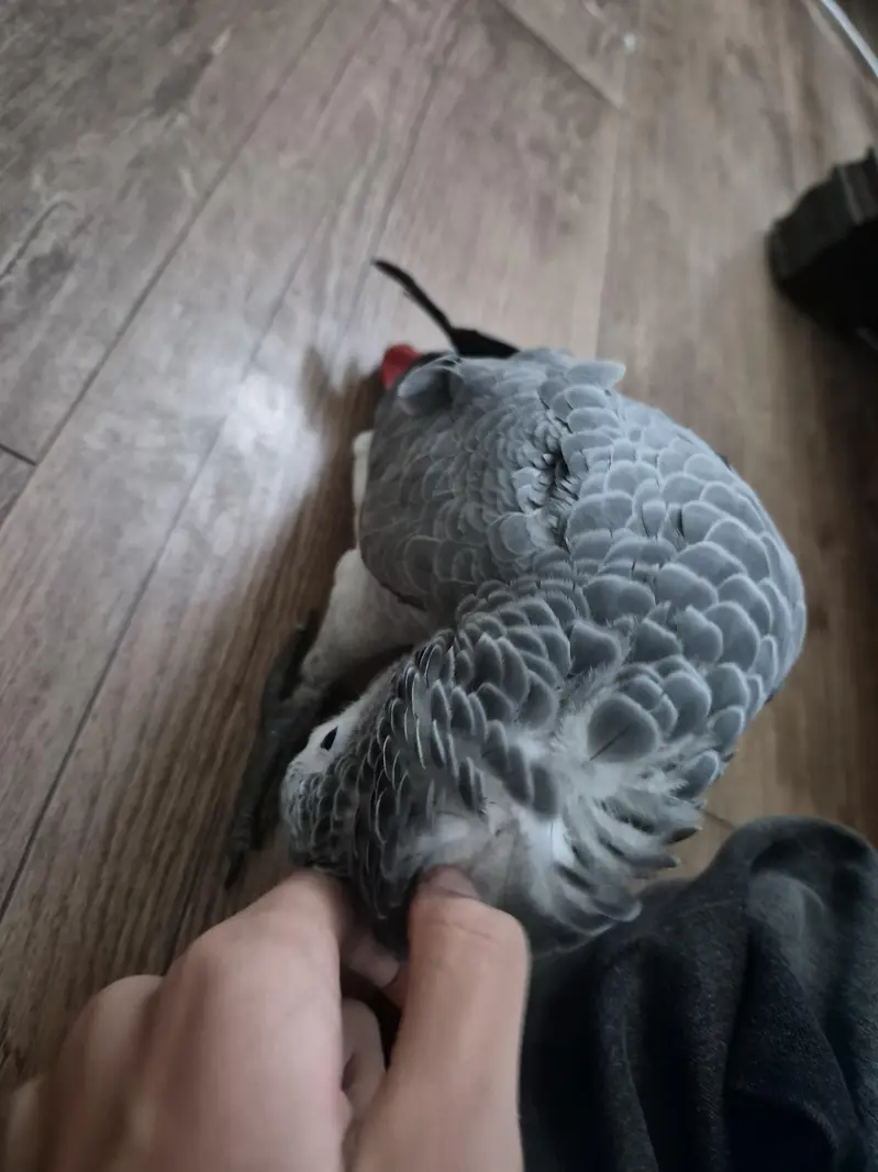 african grey parrot | self eating — photo 6