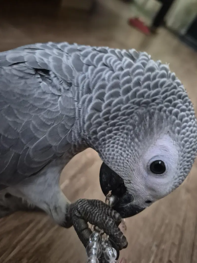 african grey parrot | self eating — photo 7