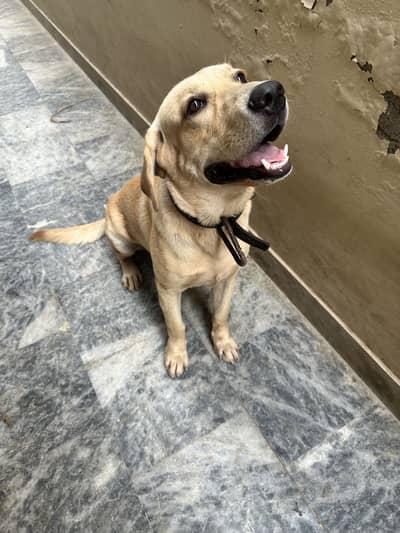 Labrador Male