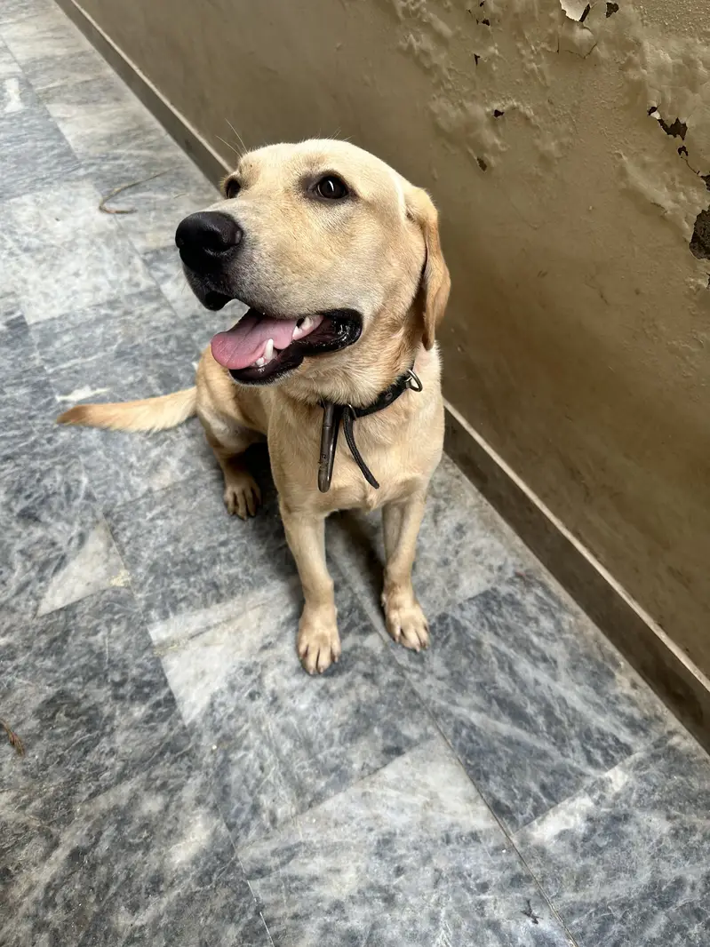 Labrador Male — photo 2