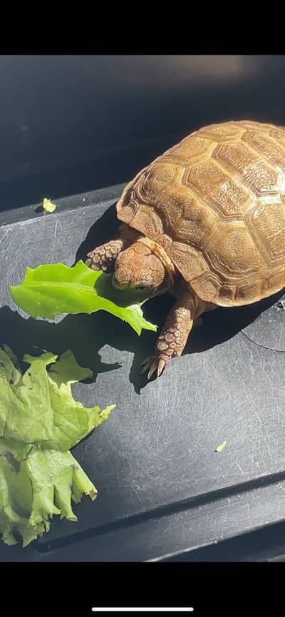Russian baby tortoise | with and without setup (almost 1.4 years old)