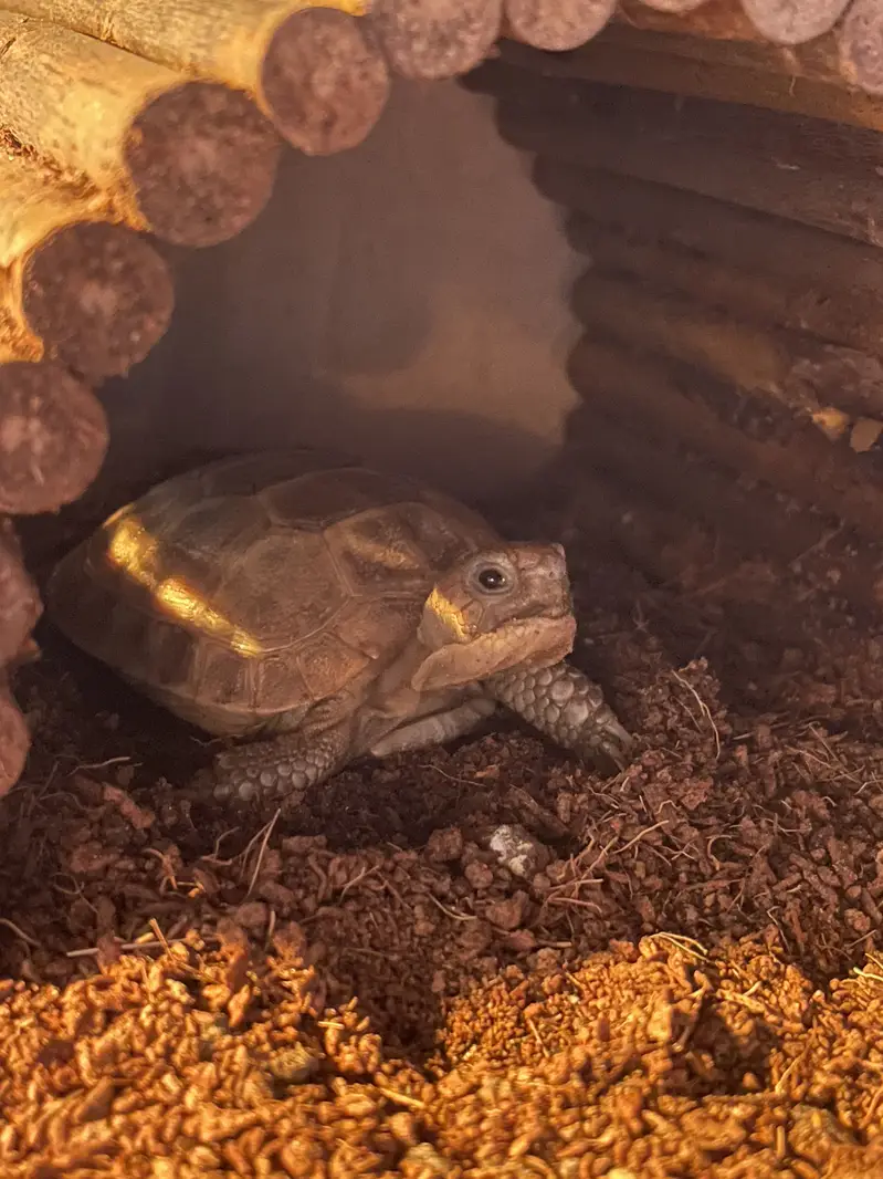 Russian baby tortoise | with and without setup (almost 1.4 years old) — photo 2