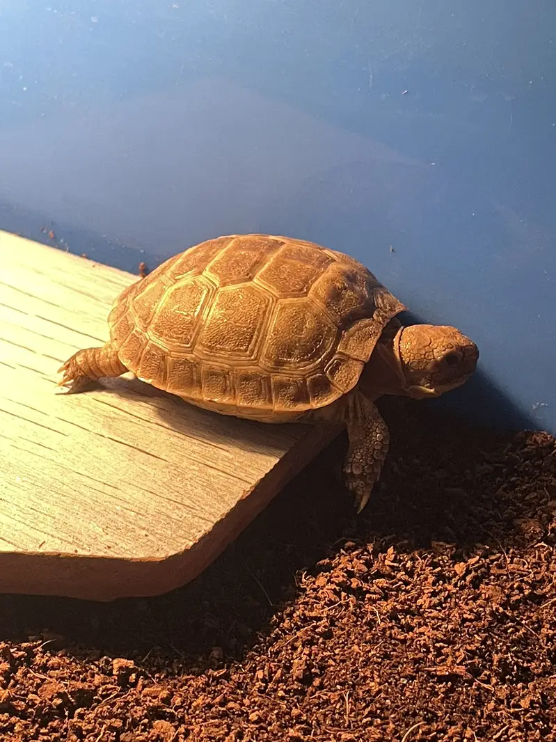 Russian baby tortoise | with and without setup (almost 1.4 years old) — photo 3