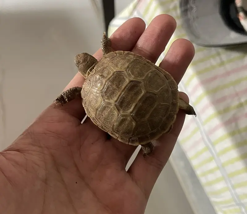Russian baby tortoise | with and without setup (almost 1.4 years old) — photo 4