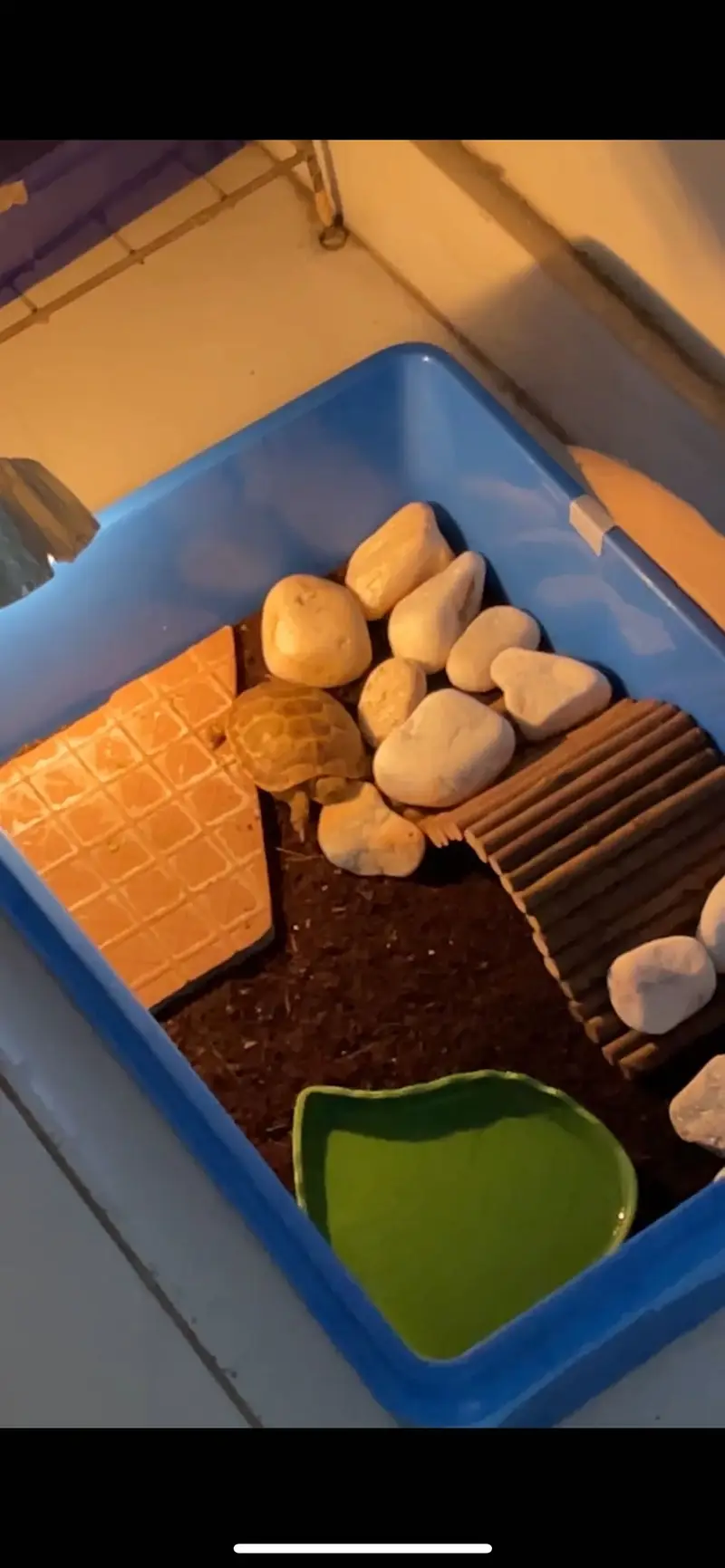 Russian baby tortoise | with and without setup (almost 1.4 years old) — photo 5