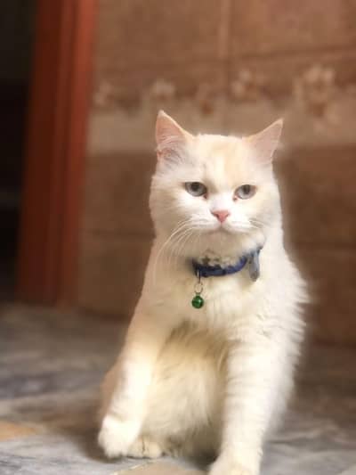 Beautiful White Persian Cat for Sale | Healthy & Cute