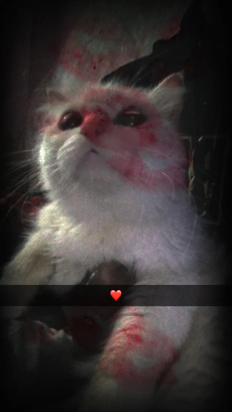 Beautiful White Persian Cat for Sale | Healthy & Cute — photo 2