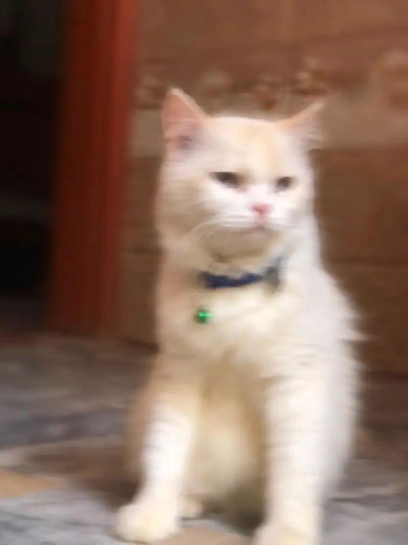 Beautiful White Persian Cat for Sale | Healthy & Cute — photo 3