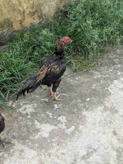 Aseel murg for sale high class urgent