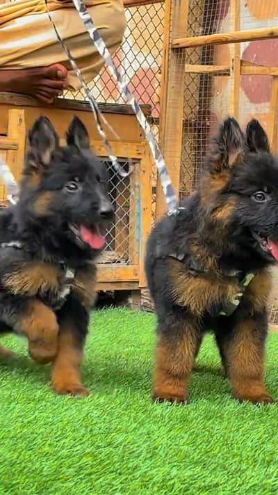 German shepherd puppie WhatsApp contact o344/17/52/88/two