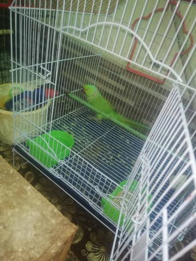 ringneck / lovebirds / budgies