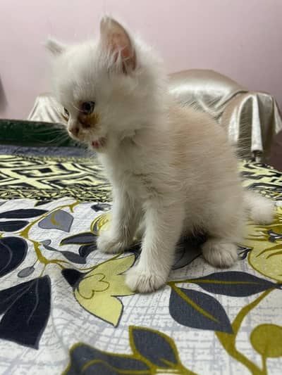 persian cats for sale