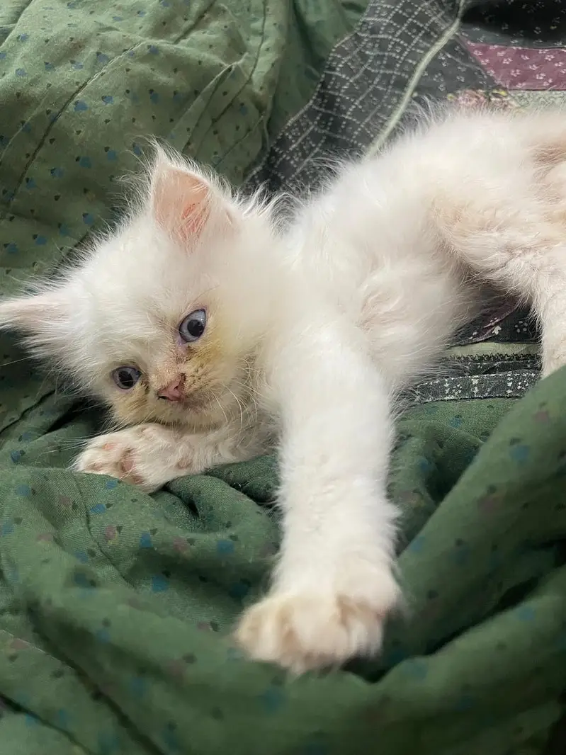 persian cats for sale — photo 2