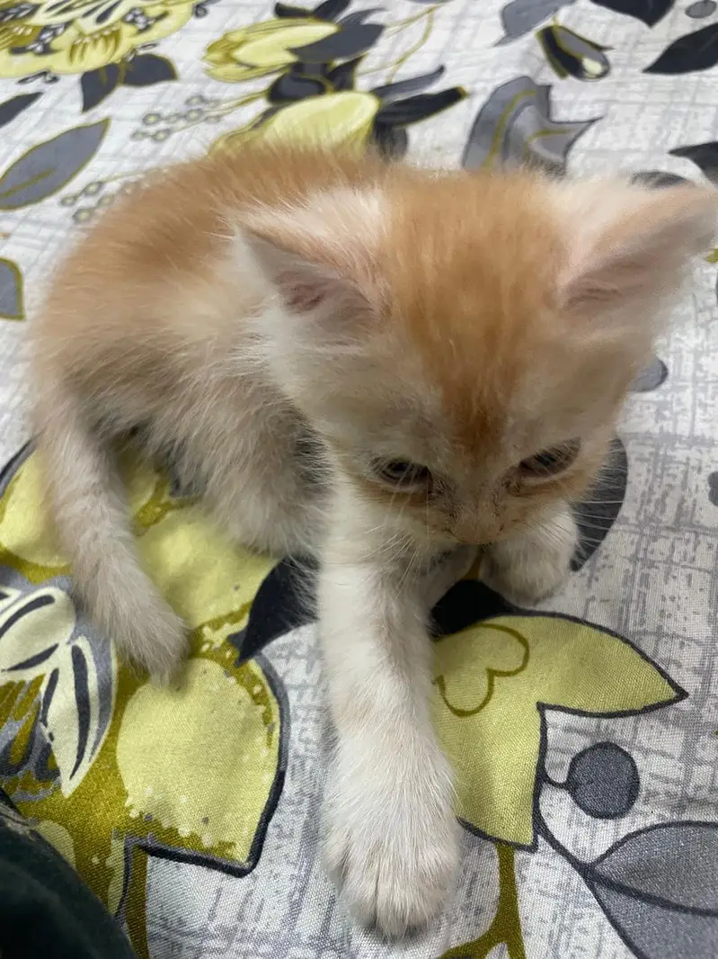 persian cats for sale — photo 3