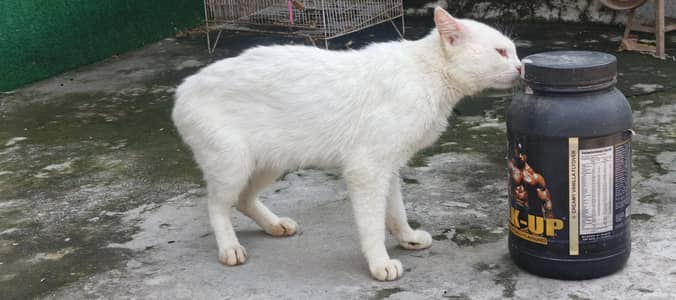 Persian male