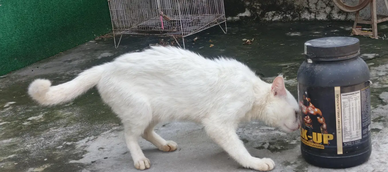 Persian male — photo 2