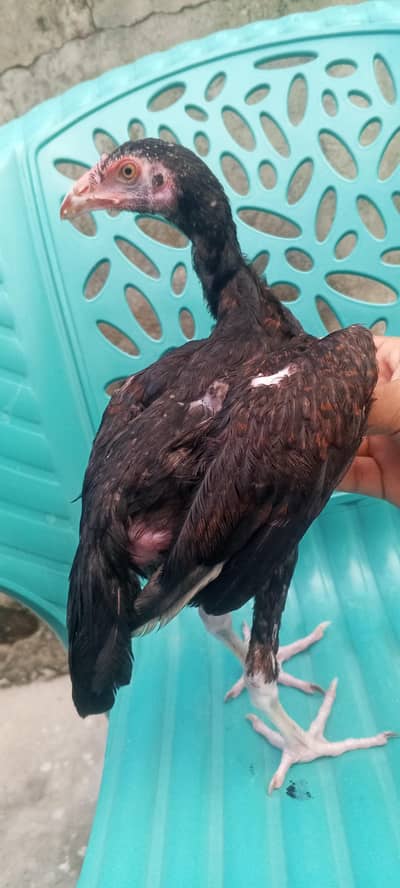 Aseel Patha 3 Month Aseel Chicks Murga Exchange Possible 03098573144