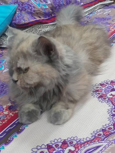  Premium Persian Cat For Adoption / Sale 