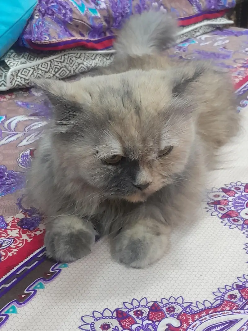  Premium Persian Cat For Adoption / Sale  — photo 2