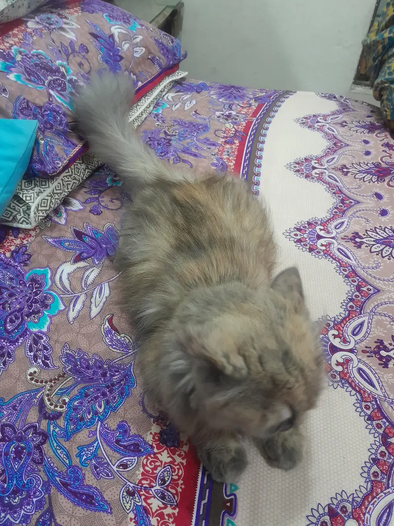  Premium Persian Cat For Adoption / Sale  — photo 3