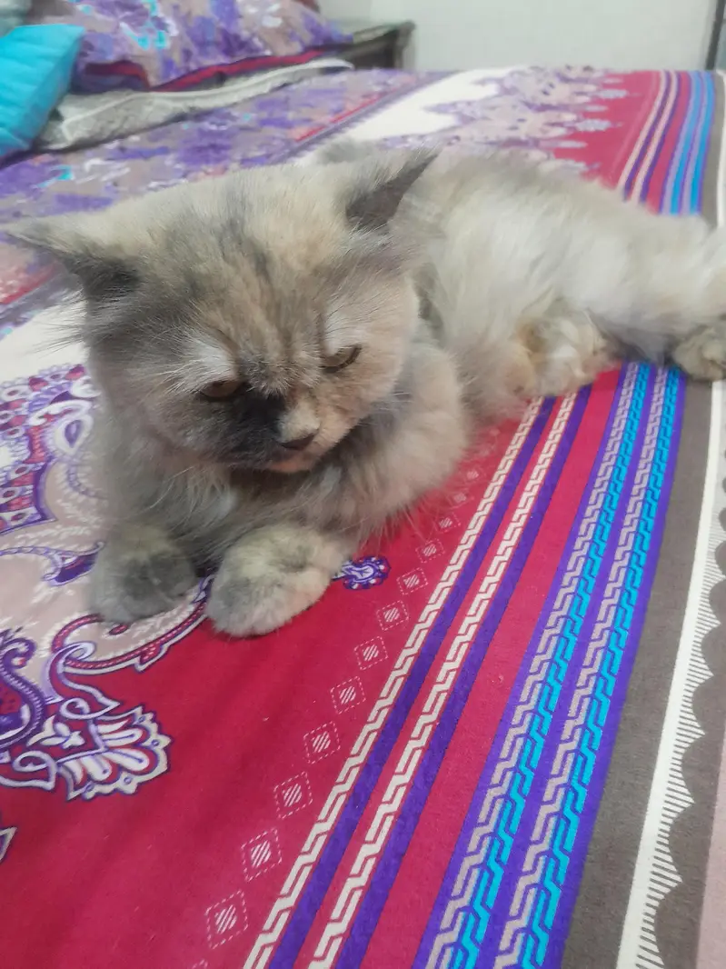  Premium Persian Cat For Adoption / Sale  — photo 4