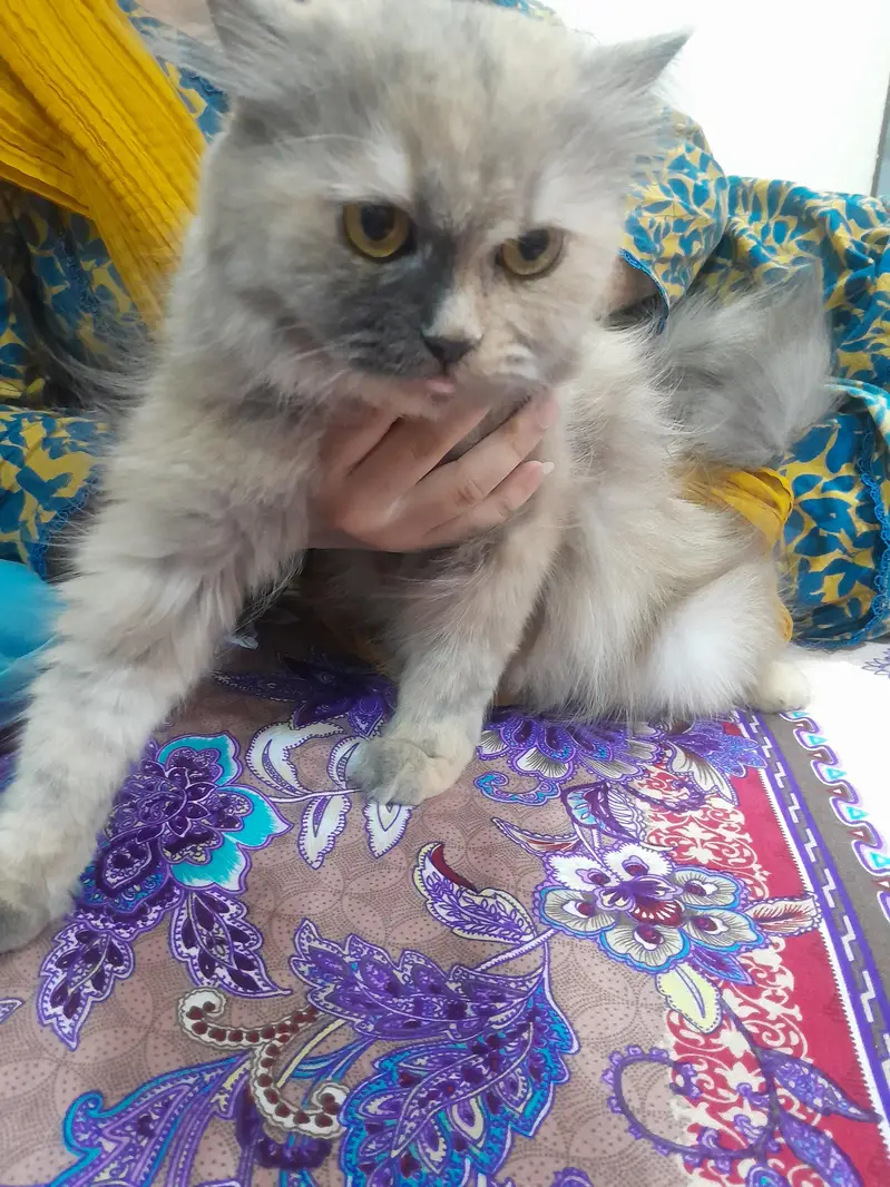 Premium Persian Cat For Adoption / Sale  — photo 5